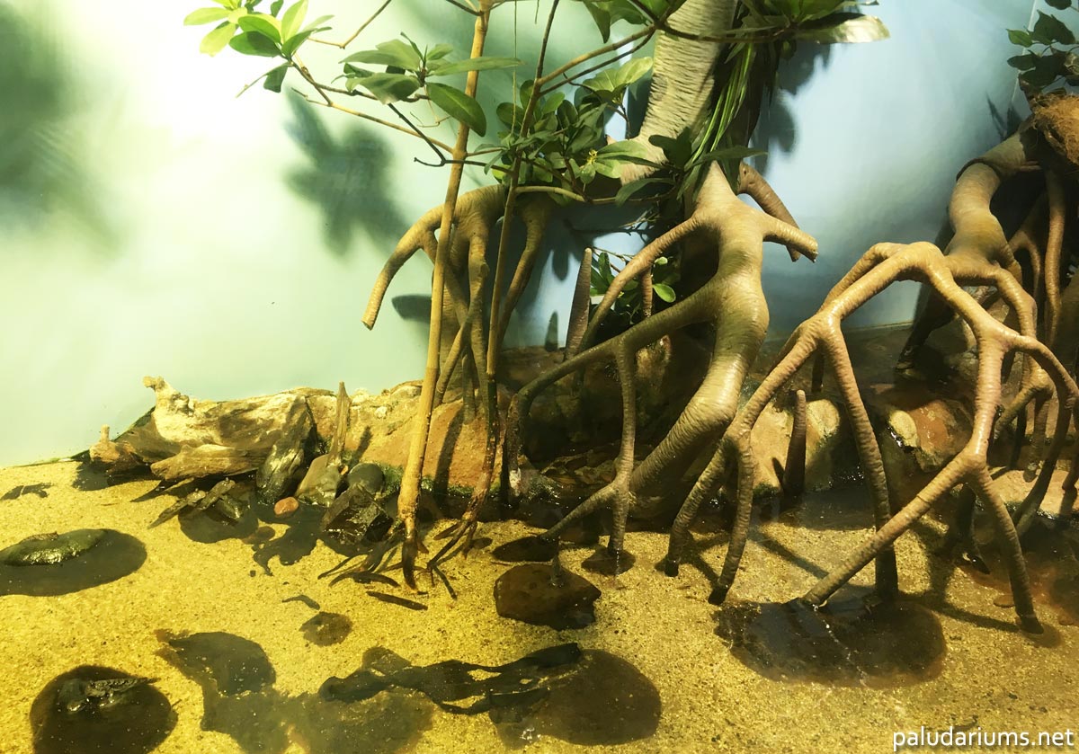 This large mudskipper paludarium at The Deep, Hull, UK, recreates the mangrove swamps in which they inhabit