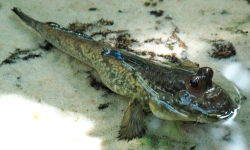 Mudskippers are very interesting fish, and because they can walk out of water with their fins, and breathe air through their skin, they make excellent pets for the paludarium