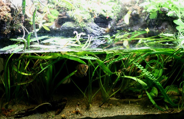 An attractive paludarium planted with Cryptocoryne and decorated with moss-covered driftwood