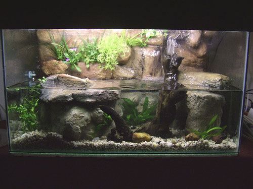 A riparium is a paludarium, typically with a water feature, such as a waterfall as seen here