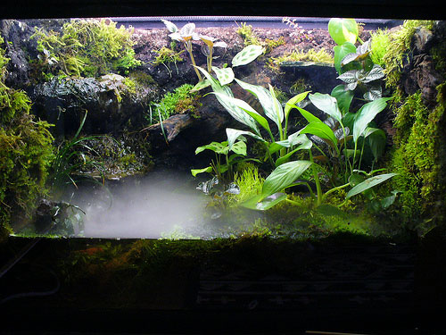 Paludarium