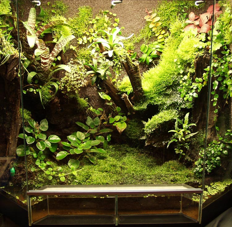 Terrestrial Moss for Terrarium / Vivarium / Paludarium