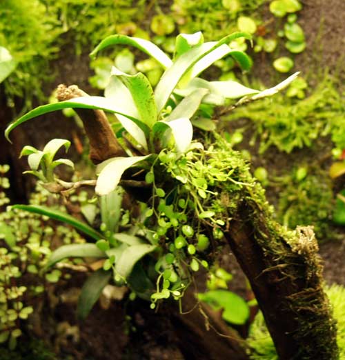 A Bromeliad growing epiphytically in a paludarium