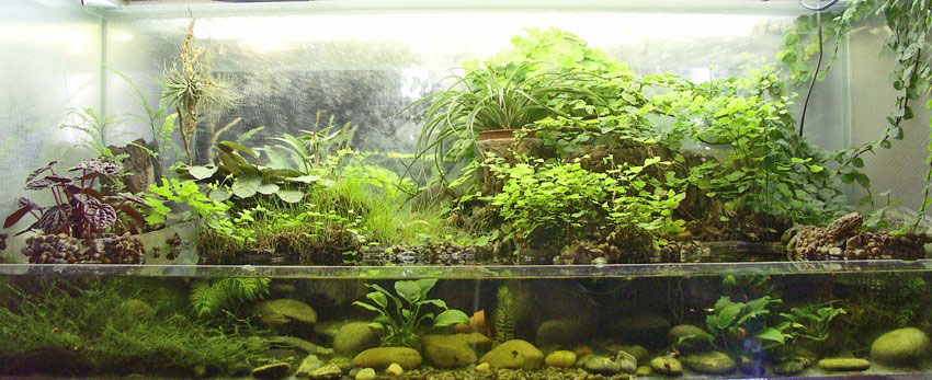 A paludarium split with land at the back, water in front