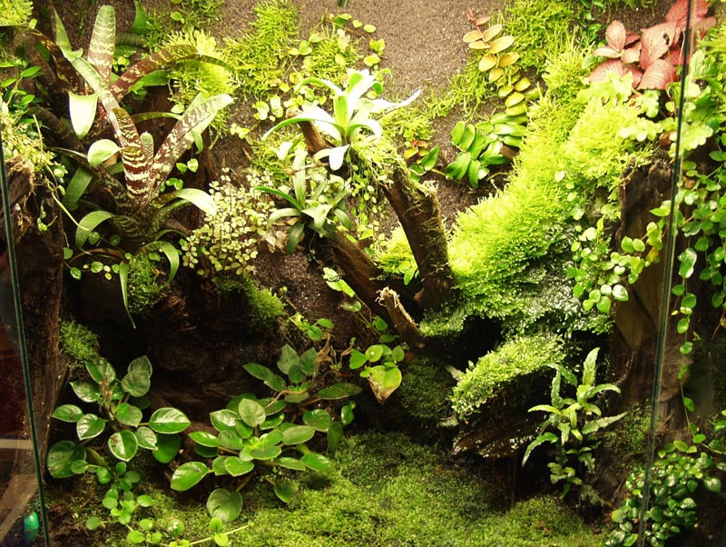 Paludarium plants in a beautifully planted rainforest installation