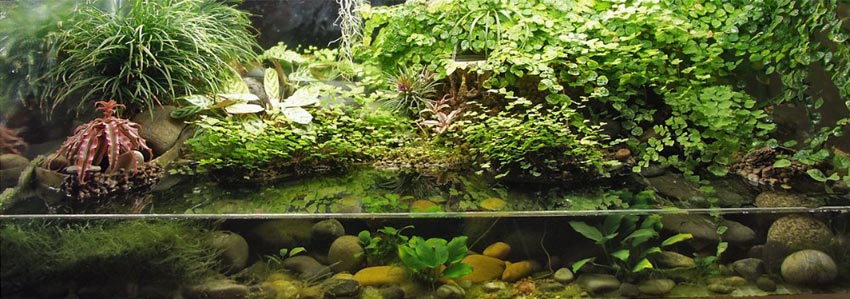 The same paludarium with a little more plant growth