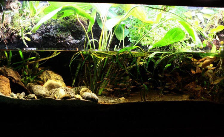 Paludarium