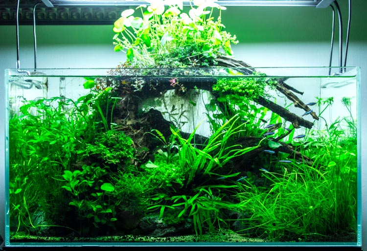 Paludarium