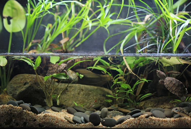 Paludarium