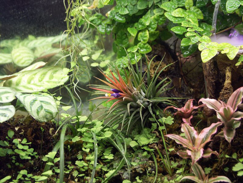 Paludarium