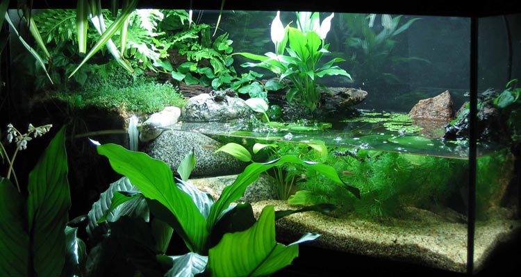 Paludarium