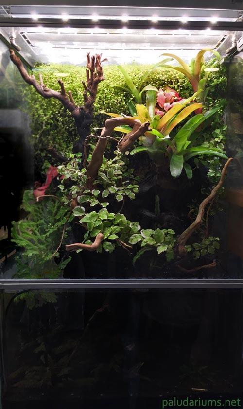 This Paludarium has a water section below the horizontal join, and a land section above; with a removeable (cleanable!) front glass panel