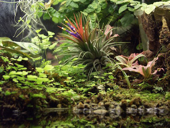 Paludarium