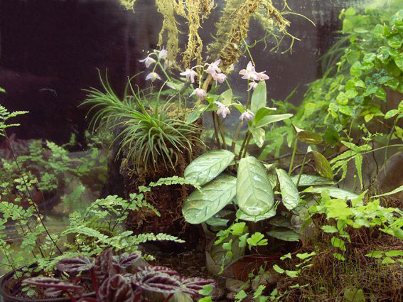 Paludarium