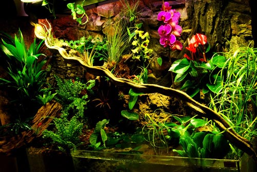 A beautiful example of a paludarium. Paludariums do not have to be planted, but can be very attractive when they are