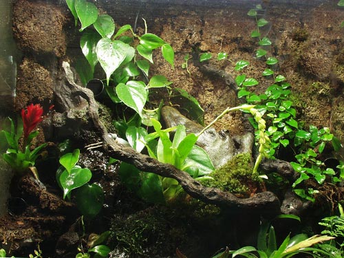 Philodendron scandens and Ficus pumila