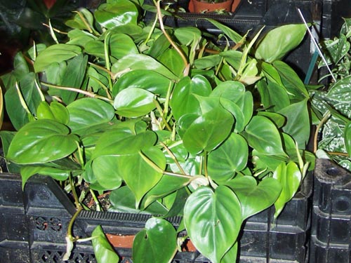 Philodendron