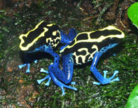 Poison Dart Frogs also thrive in a well set-up Paludarium