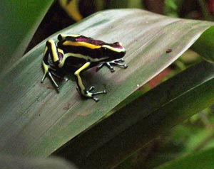 Poison arrow frog on Anubias lanceolata leaf