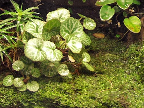 Strawberry Begonia