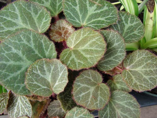 Strawberry Begonia