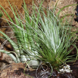 Tillandsia