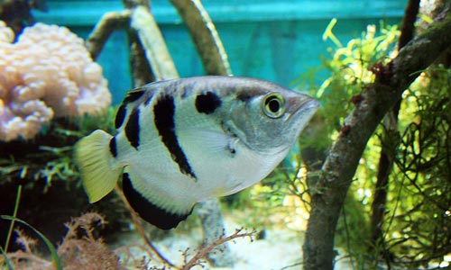 Archerfish make excellent paludarium species, because of their everso interesting hunting behaviour