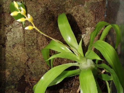 Vriesea with flower spike