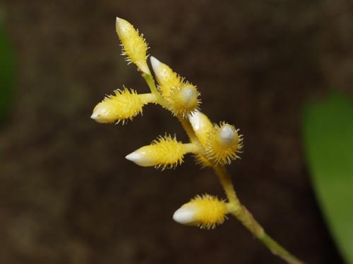 Close-up of Vriesea flower